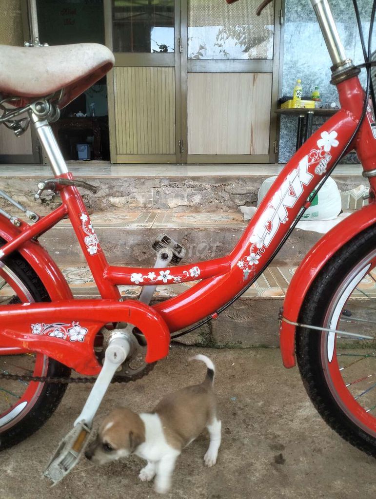 Mua xe đạp tặng con chó. Mua bán Xe đạp tại Thành phố Bà Rịa Bà Rịa - Vũng Tàu được đăng bởi haohao hình 5