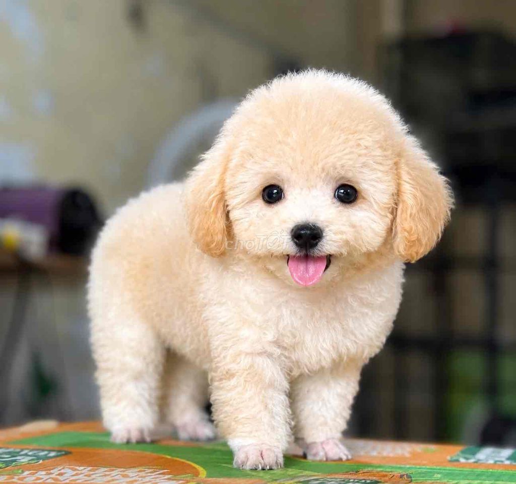 Chó Poodle Tiny. Mua bán Chó tại Quận Bình Tân Tp Hồ Chí Minh được đăng bởi Thơm Nguyễn  hình 1