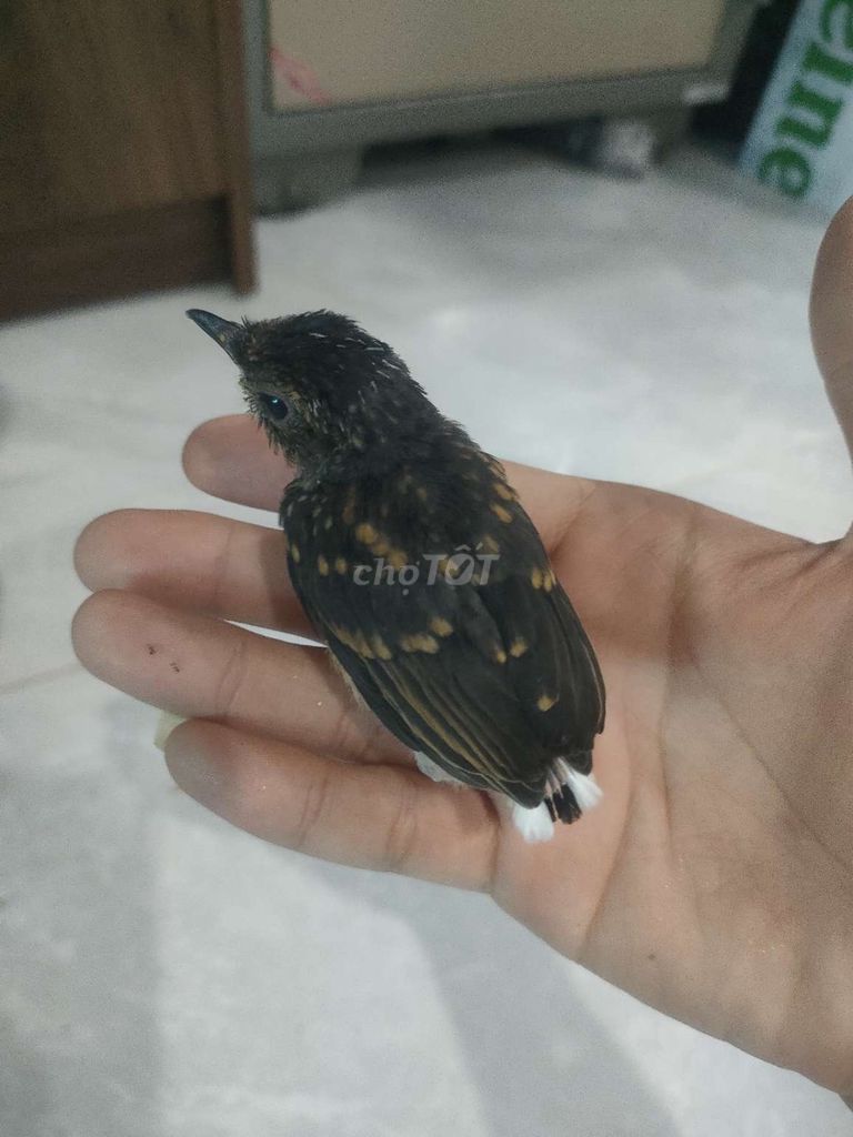 Ko có thời gian chăm , cần ra đi 2 bé. Mua bán Chim tại Huyện Củ Chi Tp Hồ Chí Minh được đăng bởi Trần Zui hình 1