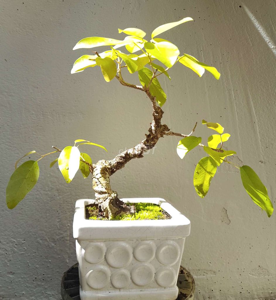 Cây túc bonsai để bàn