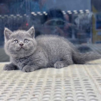 Mèo Munchkin chân siêu lùn 2 tháng tuổi. Mua bán Mèo tại Quận 7 Tp Hồ Chí Minh được đăng bởi Minh 