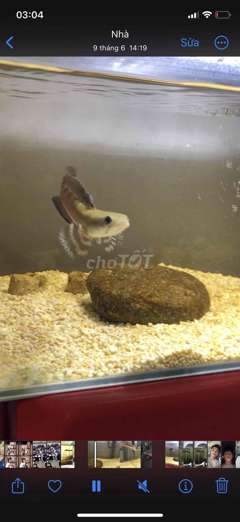 Cá lóc pháo hoa đốm vang 12cm. Mua bán Thú cưng khác tại Quận 4 Tp Hồ Chí Minh được đăng bởi Thiện Euro hình 1