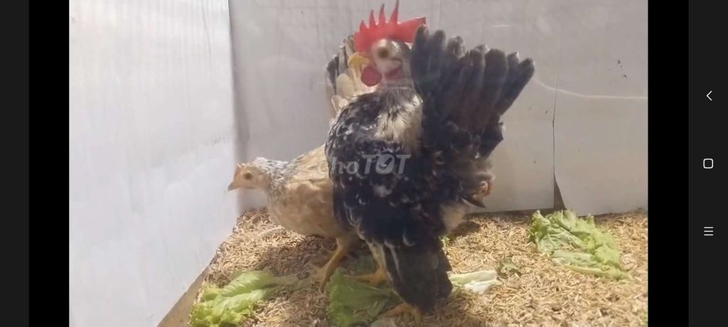 CẶP GÀ SERAMA TRỐNG ĐIỀU XÁM MÁI ĐIỀU BÔNG 27. Mua bán Gà tại Quận 8 Tp Hồ Chí Minh được đăng bởi THUẬN PHÁT SERAMA hình 2