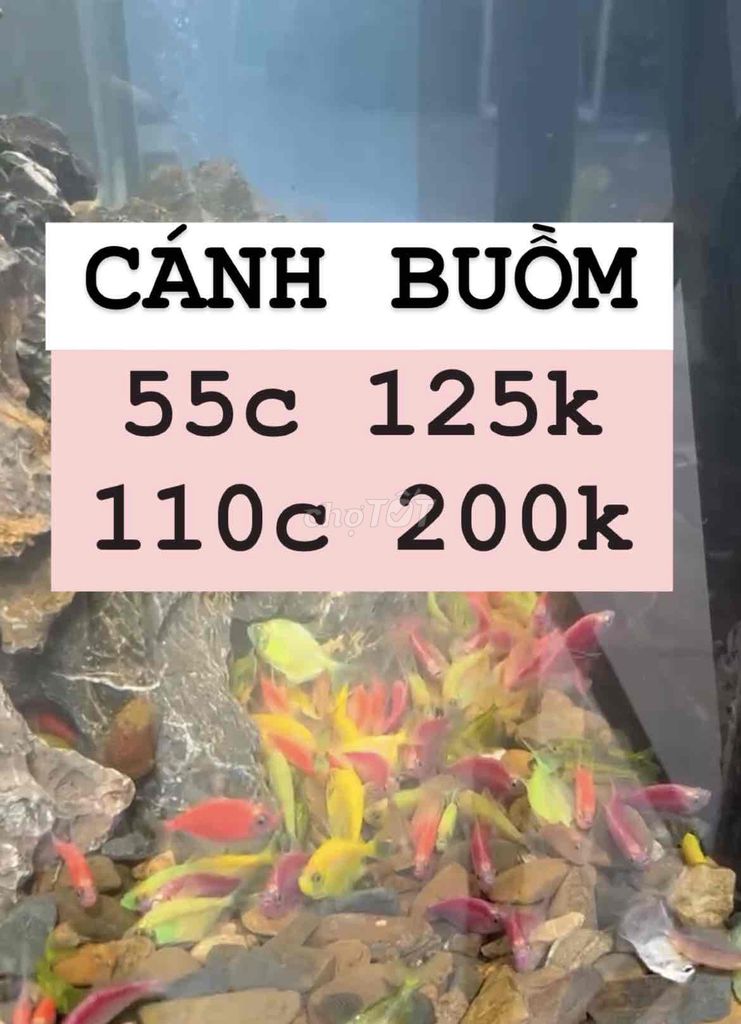 Cánh buồm dạ quang 55c 125k, 110c 200 tặng vi sinh