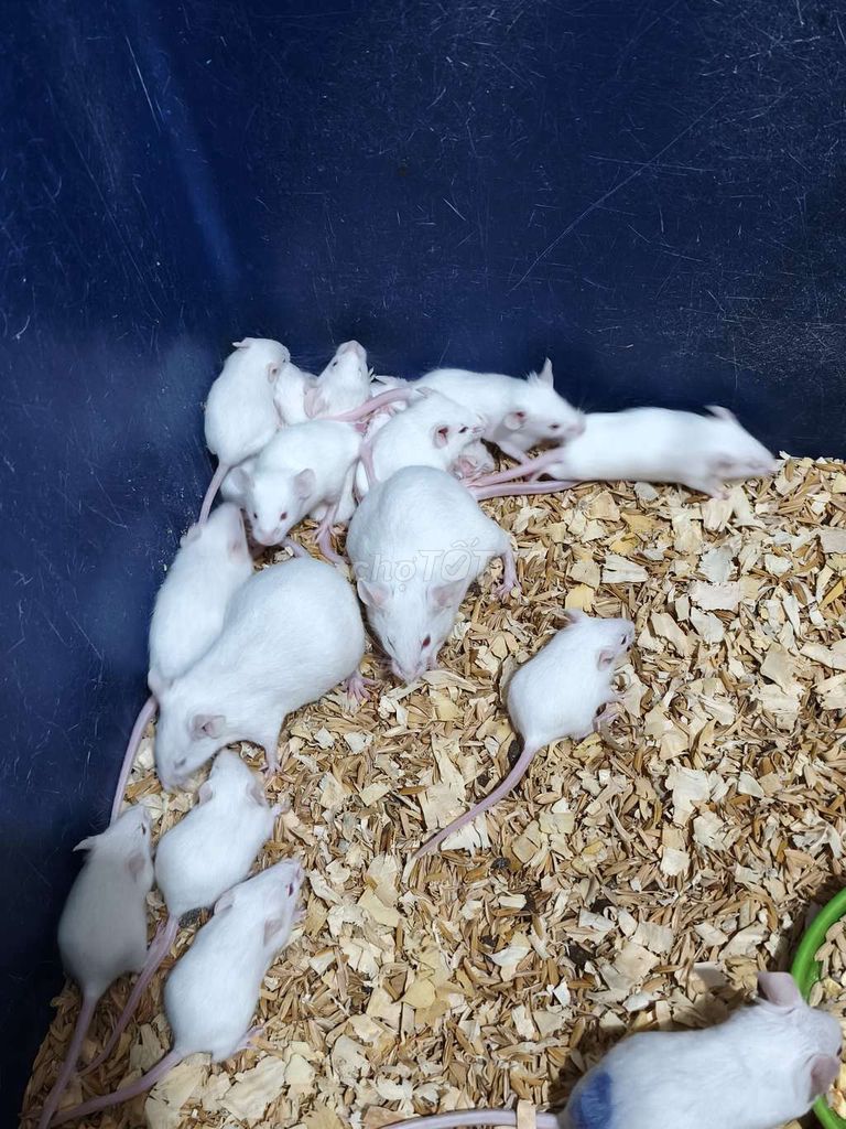 Chuột bạch cả hai màu Trắng. Mua bán Thú cưng khác tại Huyện Hòa Vang Đà Nẵng được đăng bởi Su su hình 1