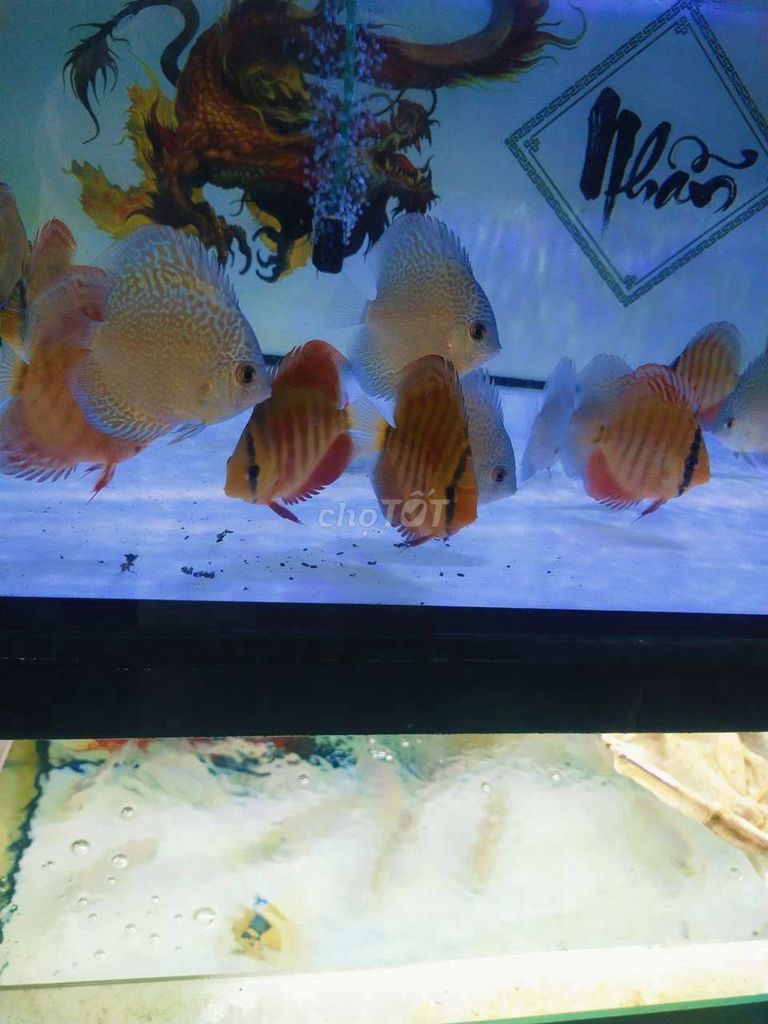 Cá dĩa Hoa hồng nhiều màu. Mua bán Thú cưng khác tại Quận Tân Bình Tp Hồ Chí Minh được đăng bởi Cá dĩa Như Ý hình 1