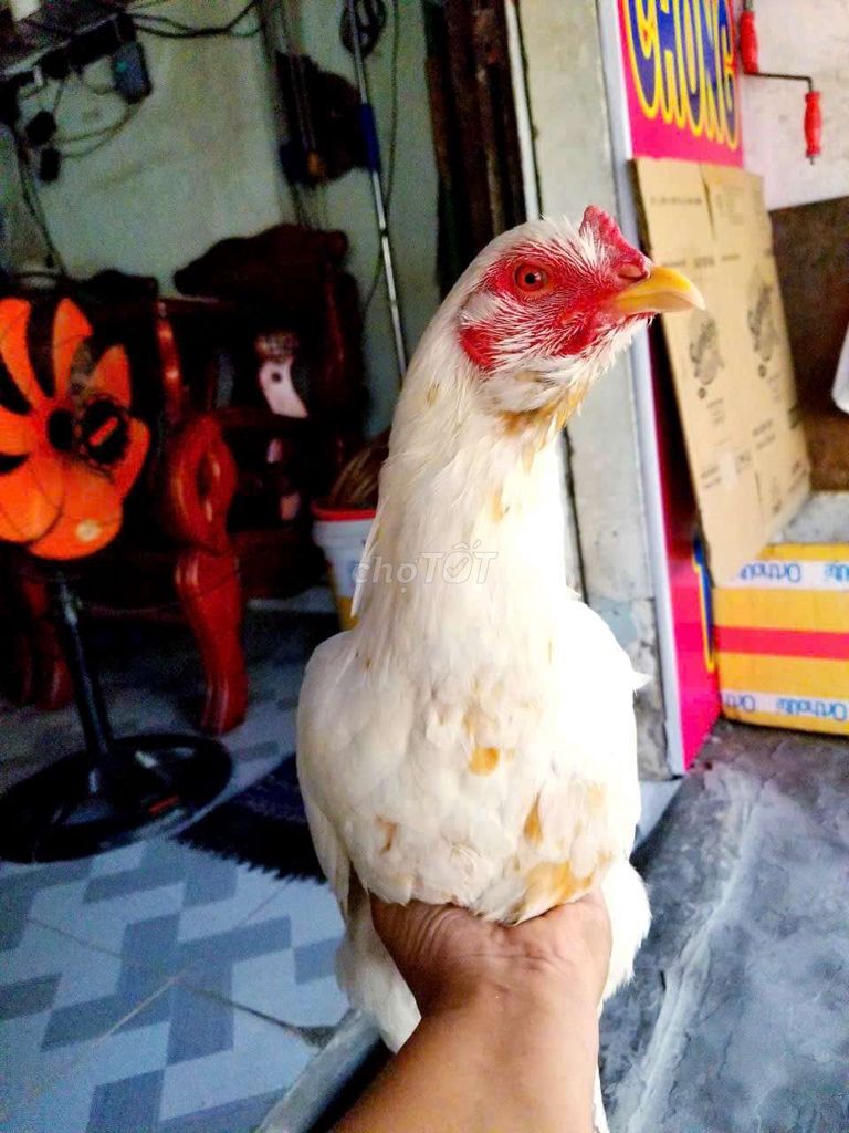 mái nòi bướm tơ trạng bự. Mua bán Gà tại Quận 12 Tp Hồ Chí Minh được đăng bởi minh hình 1