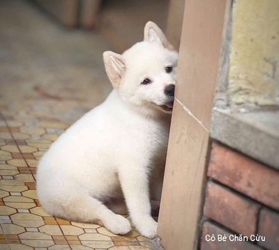 Chó Mông cộc cái 2 tháng