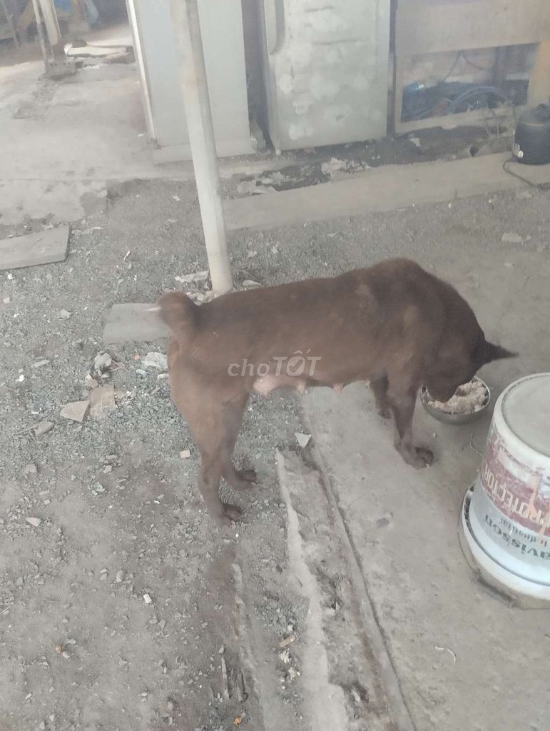 Chó cái màu Nâu. Mua bán Chó tại Thành phố Thủ Đức Tp Hồ Chí Minh được đăng bởi cho H mong hình 1