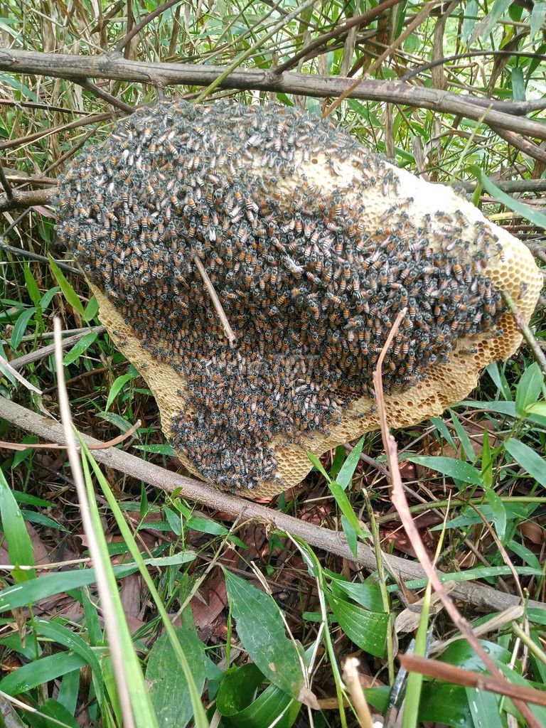 Mật ong ruồi nguyên tổ  rừng