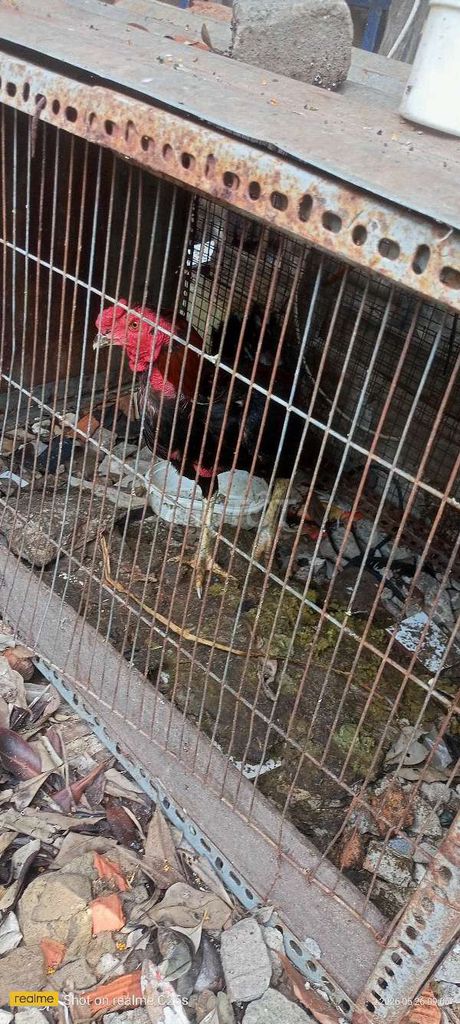 Gà đòn An Nhơn Bình Định Đen Đỏ. Mua bán Gà tại Thành phố Qui Nhơn Bình Định được đăng bởi Hung Nguyen Decor   hình 1