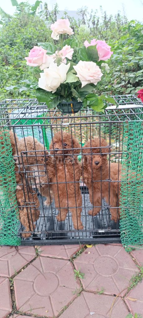 Chó Poodle nâu 45 ngày đã tiêm 1 mũi. Mua bán Chó tại Thành phố Hải Dương Hải Dương được đăng bởi TÀI PHẠM VĂN hình 1