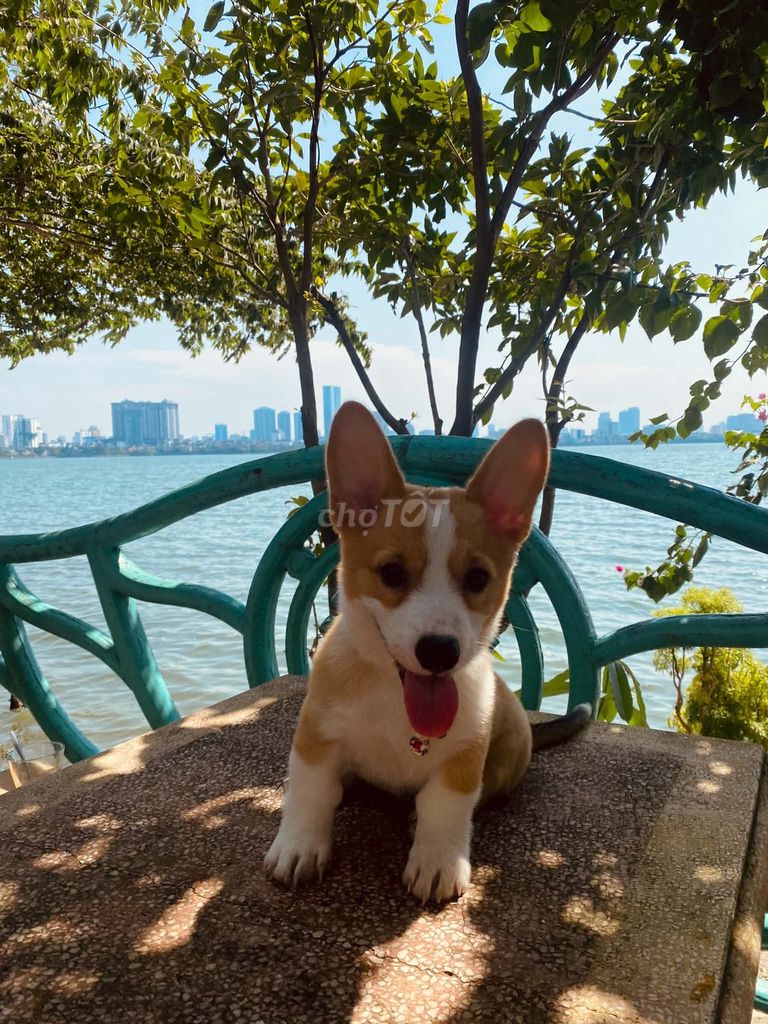 Chó Corgi cái 2 tháng Đen vàng chỏm trắng. Mua bán Chó tại Quận Ba Đình Hà Nội được đăng bởi Hoàng Văn Dương hình 1