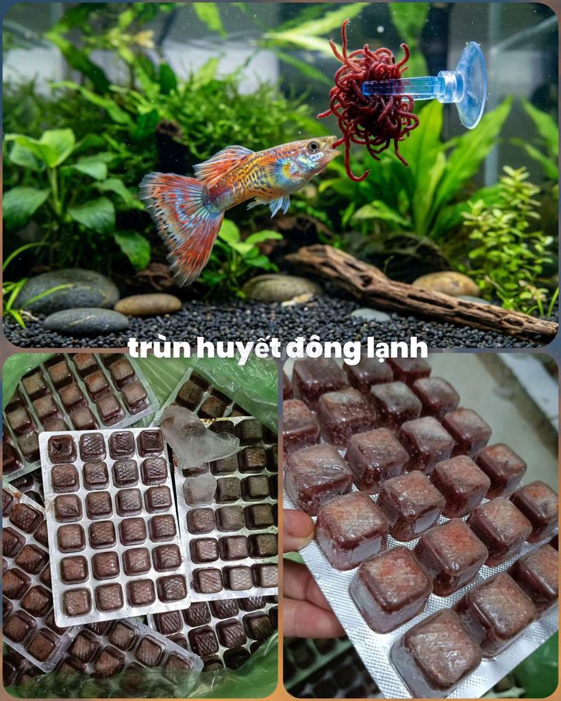 Trùn huyết đông lạnh. Mua bán Phụ kiện, Thức ăn, Dịch vụ tại Quận Liên Chiểu Đà Nẵng được đăng bởi Trương Ngân Hà hình 1