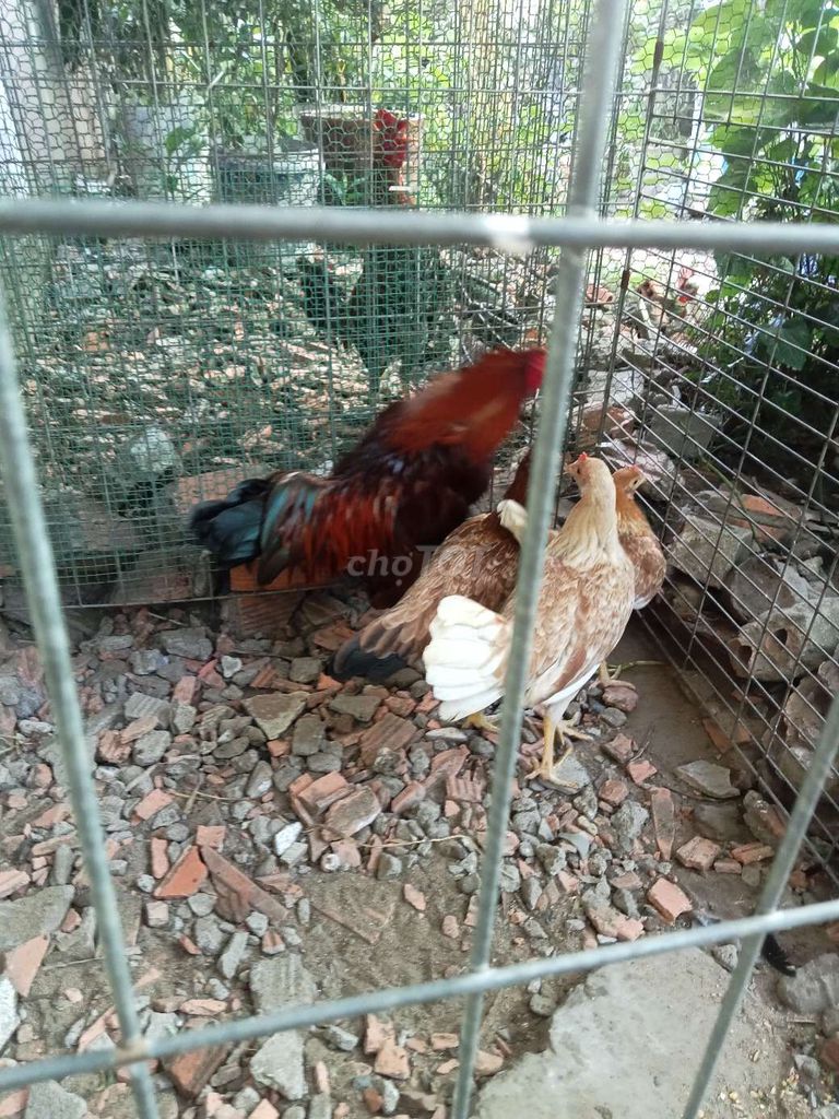Gà mái 1.1kg Nâu Trắng. Mua bán Gà tại Quận 8 Tp Hồ Chí Minh được đăng bởi Lê Thanh Hiền hình 1