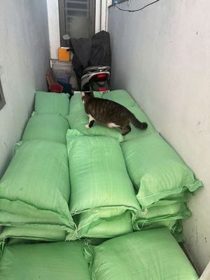 Cát mèo giá rẻ. Mua bán Phụ kiện, Thức ăn, Dịch vụ tại Thành phố Biên Hòa Đồng Nai được đăng bởi Trần đức thắng