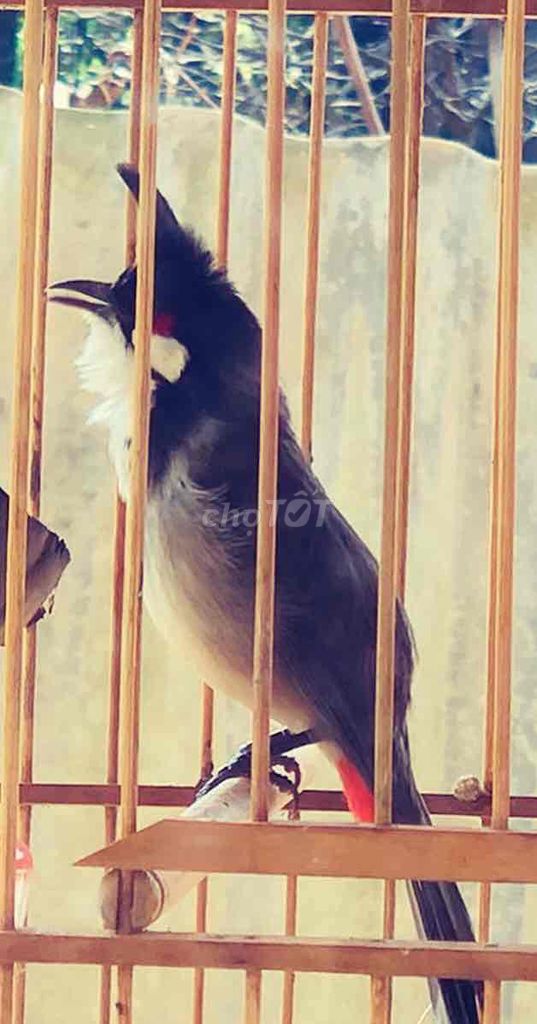 chào mào lân. Mua bán Chim tại Huyện Quảng Điền Thừa Thiên Huế được đăng bởi Nguyên  hình 1