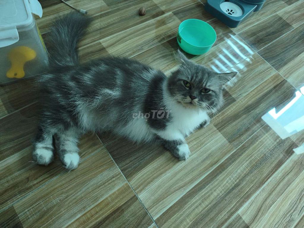 Mèo Xiêm Cái Xám trắng chân lùn. Mua bán Mèo tại Huyện An Dương Hải Phòng được đăng bởi Phan Tiến Duy hình 1