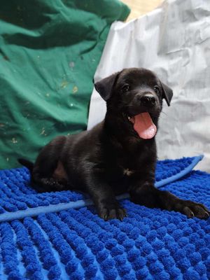 Chó Labrador lai màu đen đáng yêu