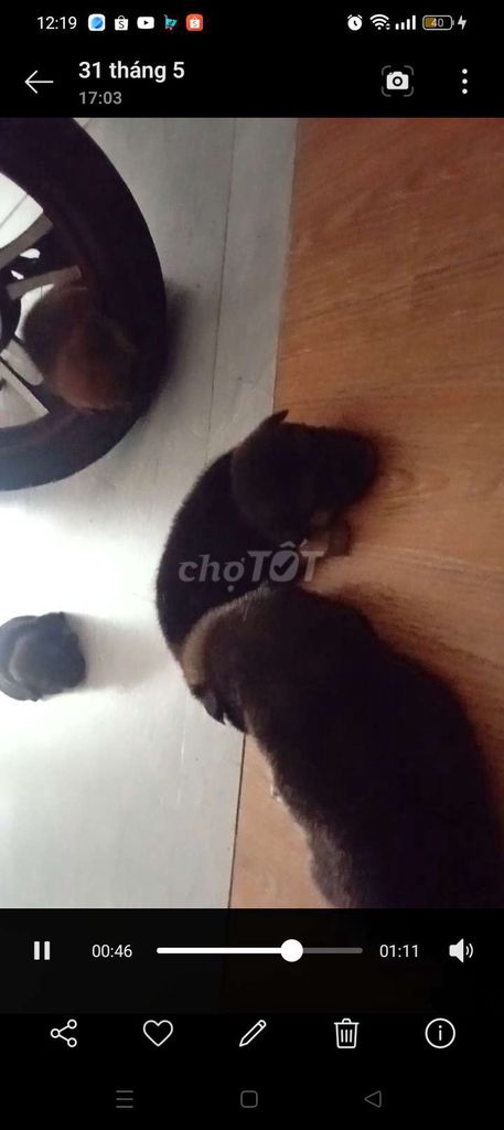 Chó con hơn 1 tháng 4 con. Mua bán Chó tại Thành phố Thuận An Bình Dương được đăng bởi Ly Bích hình 1