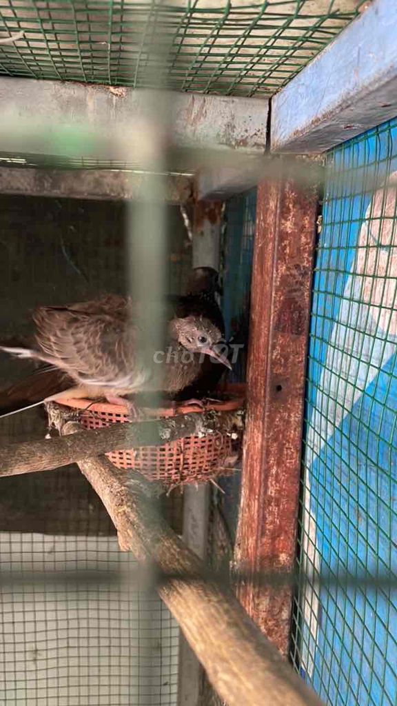 Chim cu gáy Cu Việt thuần chủng non. Mua bán Chim tại Quận 12 Tp Hồ Chí Minh được đăng bởi phùng việt huy hình 1