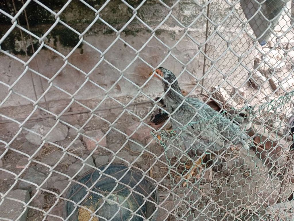 Gà con gần 2 tháng tuổi. Mua bán Gà tại Huyện Mỹ Đức Hà Nội được đăng bởi Tên chưa cung cấp hình 1