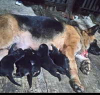 SHOP THÚ CƯNG CẦN THƠ