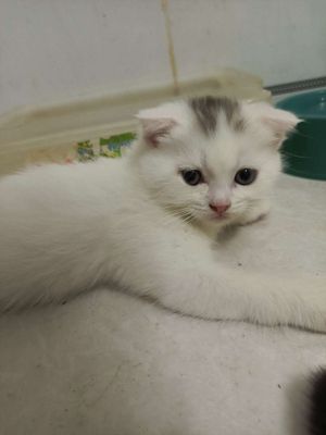 Mèo Aln Đực gần 2 tháng tuổi