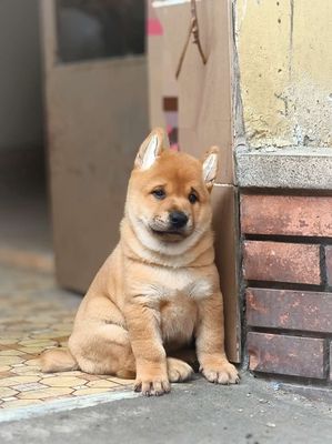 Chó Mông Cộc Vàng Mặt Bánh Bao Lưỡi Đốm ChuẩnGiống