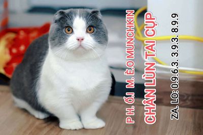 Nhận phối mèo chân lùn dài tai cụp, mèo không lông. Mua bán Mèo tại Quận Thanh Xuân Hà Nội được đăng bởi Nguyễn Thị Uyển