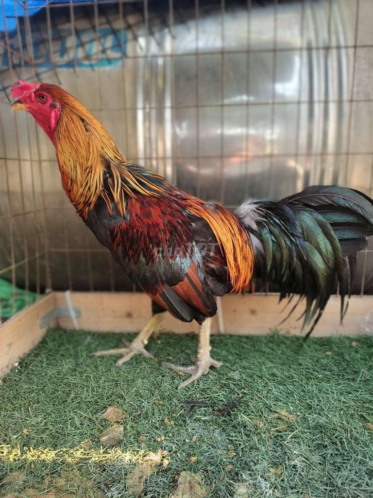 Gà xanh 3.k5. Mua bán Gà tại Quận 12 Tp Hồ Chí Minh được đăng bởi gà nòi sanh sữa  hình 1