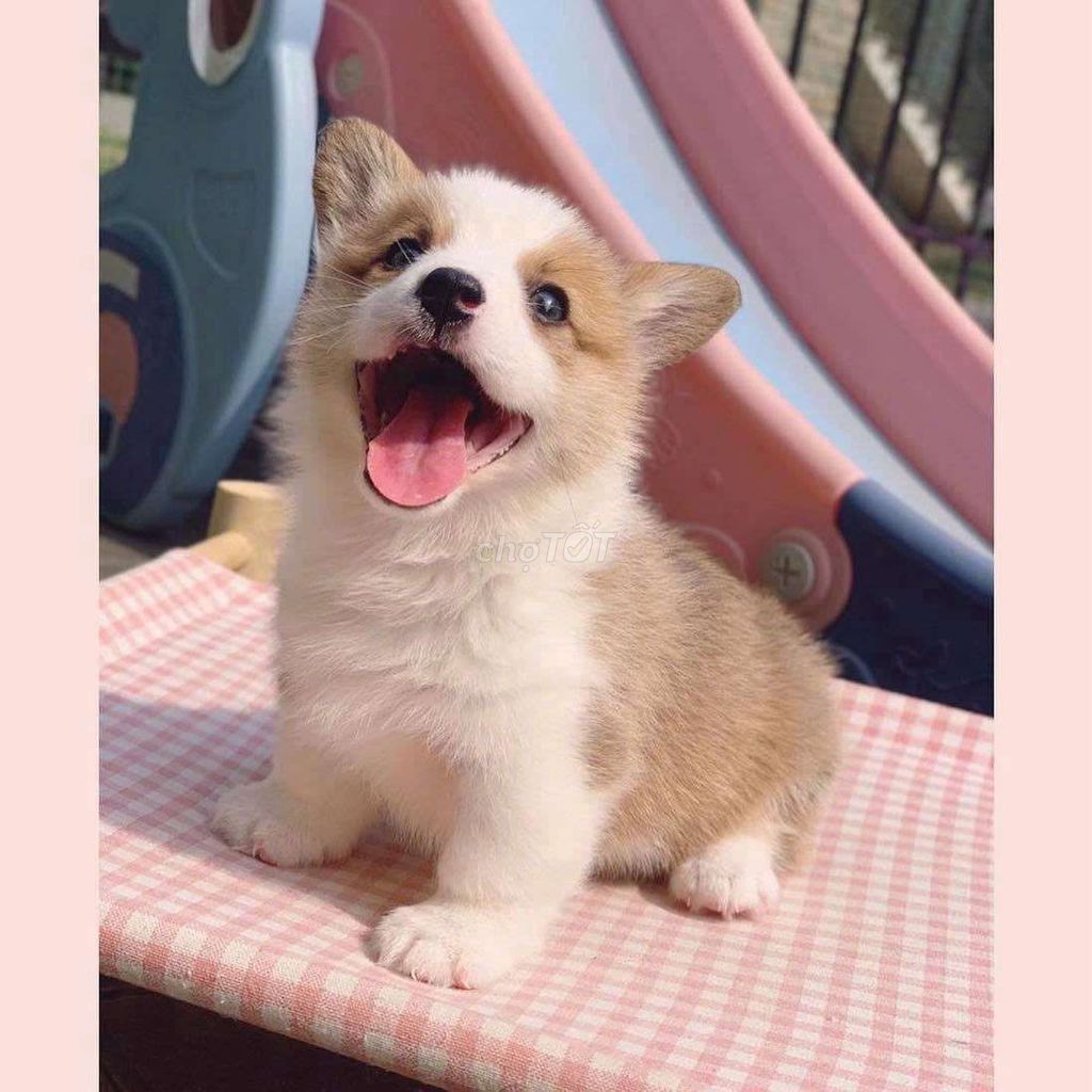 Corgi thuần chủng nhà đẻ chân ngắn siêu xinh. Mua bán Chó tại Quận 6 Tp Hồ Chí Minh được đăng bởi Cún nhỏ Sài Gòn hình 1