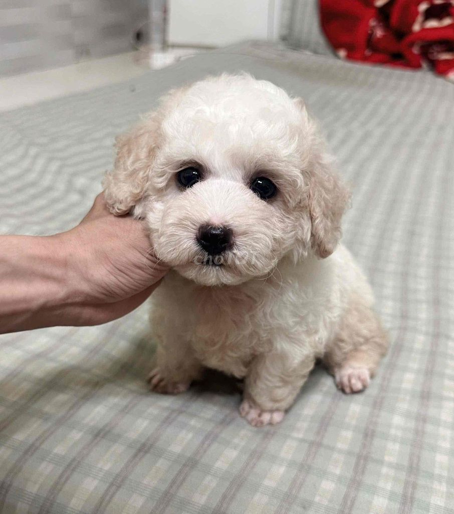 Chó Poodle cái 1 mũi. Mua bán Chó tại Thị xã Tân Uyên Bình Dương được đăng bởi tùng  hình 1