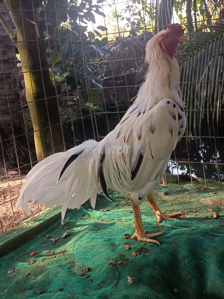 Gà chọi Trắng 3.3kg. Mua bán Gà tại Huyện Cái Bè Tiền Giang được đăng bởi Nguyễn Chí hình 1