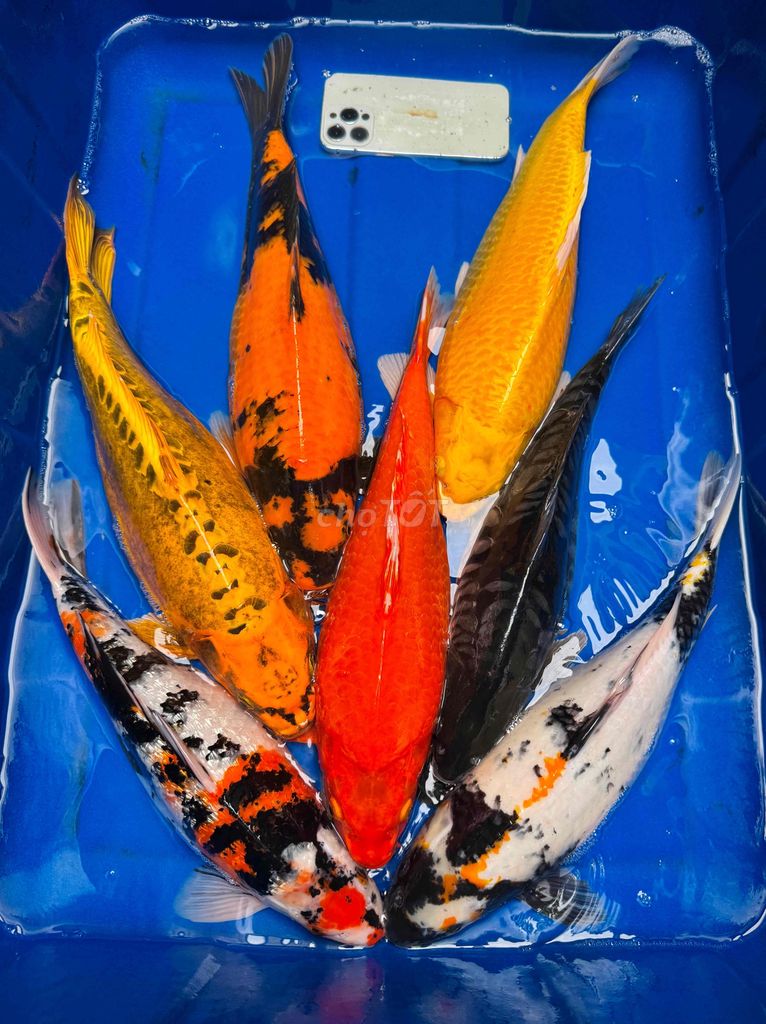 9,5kg cá KOI F1 nhật size 45-50cm