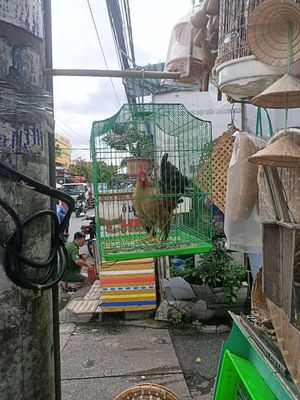 Ai cần alo em. Mua bán Gà tại Quận Bình Tân Tp Hồ Chí Minh được đăng bởi Người Lạ Ơi