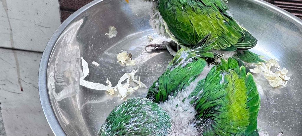 Vẹt non Xanh lá Nói giỏi. Mua bán Chim tại Quận Tân Phú Tp Hồ Chí Minh được đăng bởi Thủy huỳnh hình 1