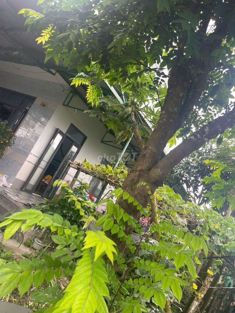 Gốc Khế Chua. Mua bán Cây cảnh, đồ trang trí tại Huyện Thăng Bình Quảng Nam được đăng bởi Sơn hình 1