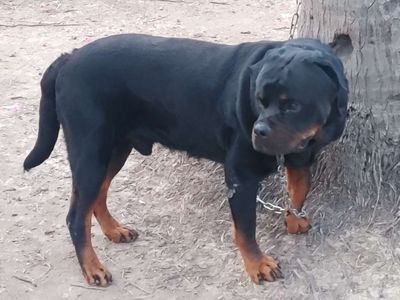 Chó Rottweiler.TP