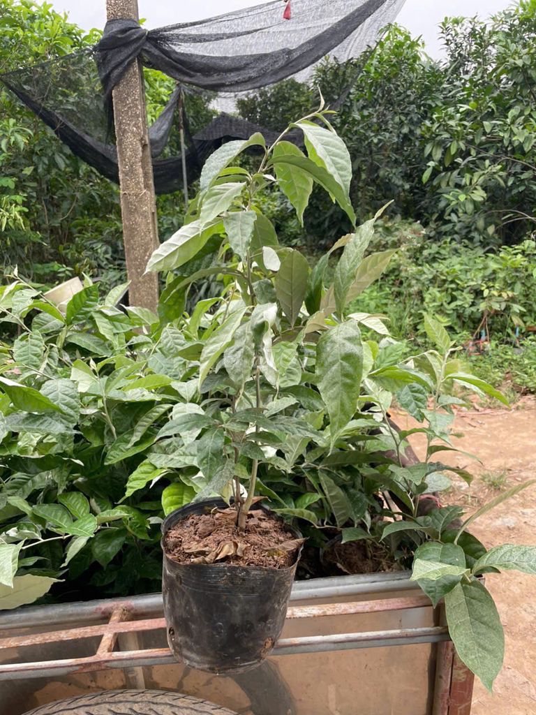 Cây nhót ngọt Cây choai. Mua bán Đồ chuyên dụng, Giống nuôi trồng tại Huyện Gia Lâm Hà Nội được đăng bởi Cây Giống Kinh Tế hình 1