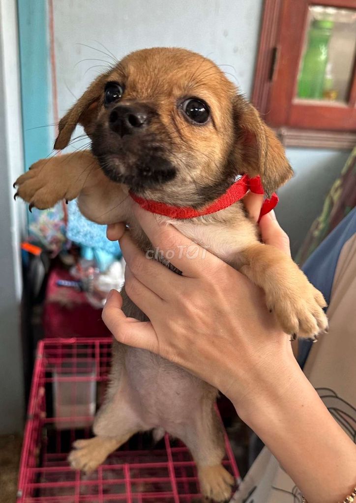 Chó Chihuahua lai Corgi, vàng 2 tháng, dưới 1kg. Mua bán Chó tại Thành phố Dĩ An Bình Dương được đăng bởi Thanh Trúc hình 3
