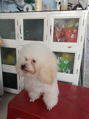 Poodle tuổi sinh sản