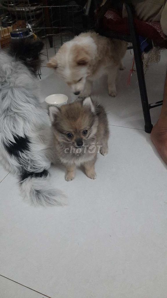 POM TEACUP.. Mua bán Chó tại Thành phố Long Xuyên An Giang được đăng bởi LÊ ANH MINH hình 1