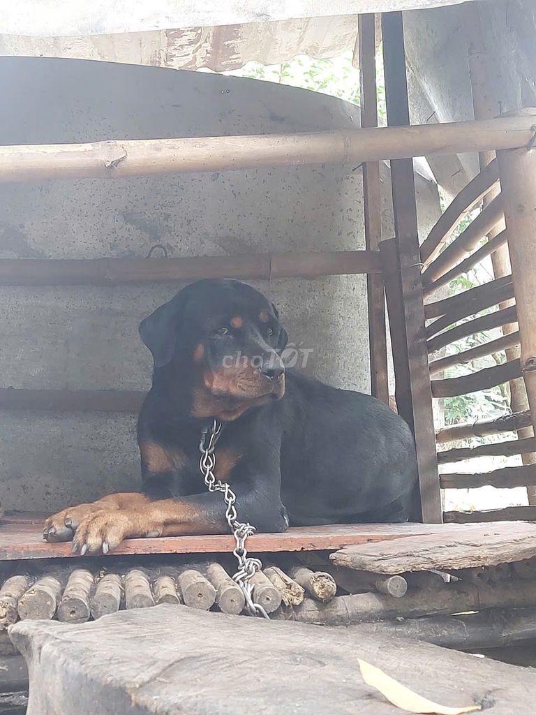 Chó Rottweiler cái tơ. Mua bán Chó tại Huyện Củ Chi Tp Hồ Chí Minh được đăng bởi Tứng Nói hình 5