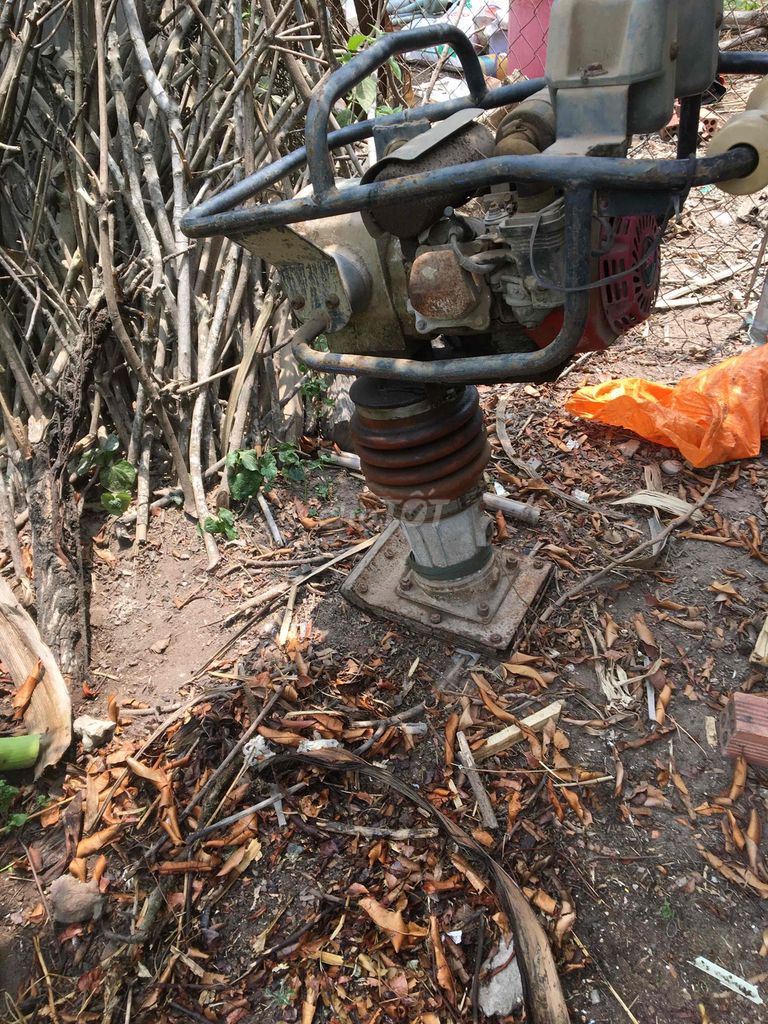 Đầm cóc loại to. Mua bán Đồ chuyên dụng, Giống nuôi trồng tại Thị xã Bến Cát Bình Dương được đăng bởi thời gian hình 1