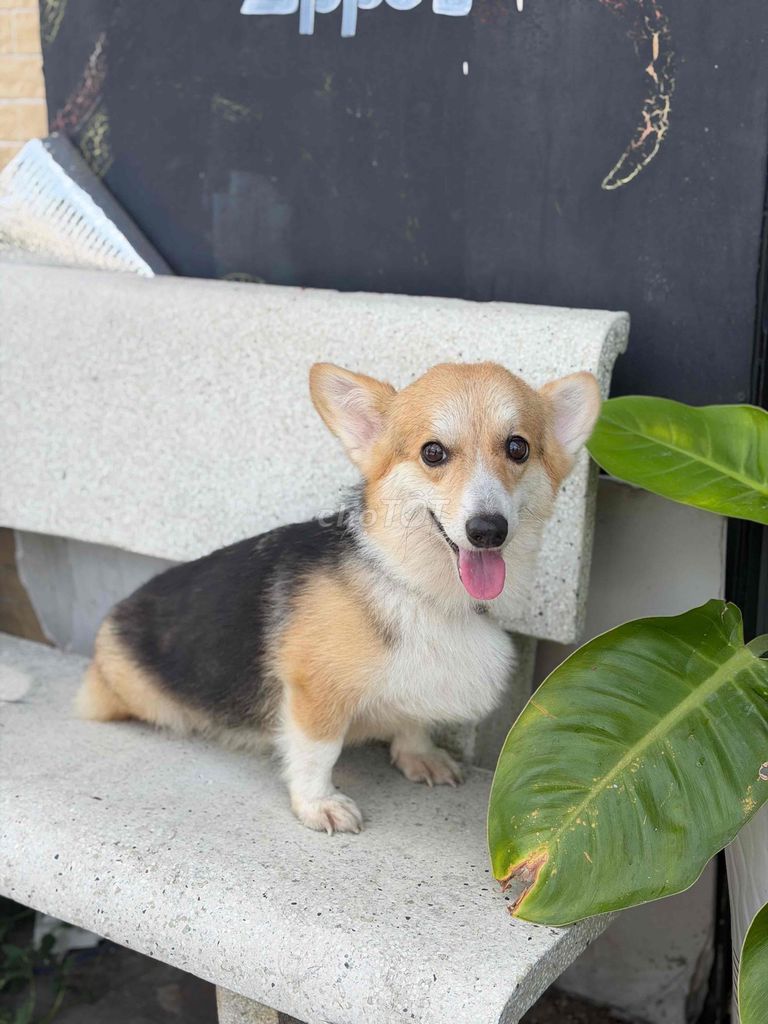 Chó Corgi cái Đen, vàng, trắng. Mua bán Chó tại Thành phố Thủ Dầu Một Bình Dương được đăng bởi Hoàng hình 1