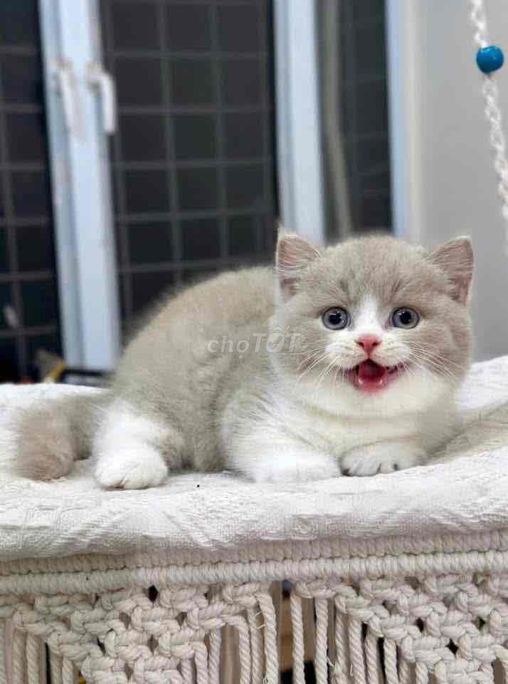 Mèo munchkin chân ngắn siêu cute giá từ 5 cá 😍