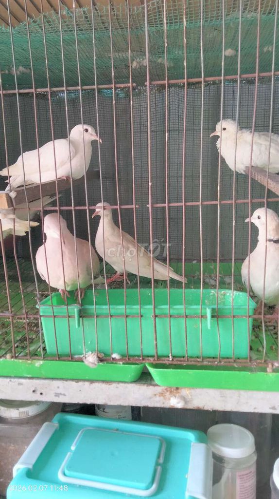 Chim cu pháp non 2-3 tháng. Mua bán Chim tại Huyện Hóc Môn Tp Hồ Chí Minh được đăng bởi Hiếu hình 1