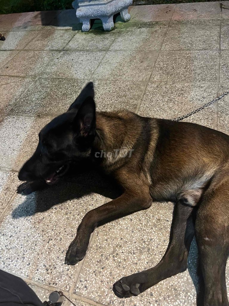 Chó Becgie Nâu đen 1 tuổi. Mua bán Chó tại Thị xã Phú Mỹ Bà Rịa - Vũng Tàu được đăng bởi cương hình 1