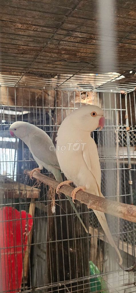 Thanh lý cặp ringneck ,Chim đã sinh sản 2 lứa. Mua bán Chim tại Quận 8 Tp Hồ Chí Minh được đăng bởi Ringneck hình 1
